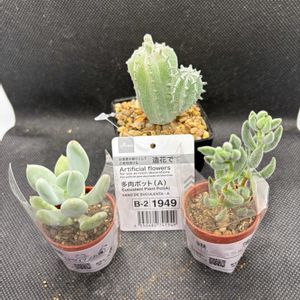 桃美人,クラッスラ 銀箋(ぎんぞろえ),多肉植物,クラッスラ属,ダイソーの画像