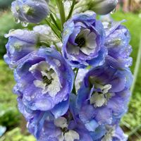 デルフィニウム,デルフィニウム,癒し,青い花,紫色の花の画像