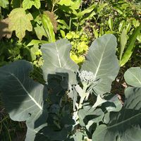 レモンバーム,赤紫蘇,ステックセニョール,自宅で楽しむ,家庭菜園の画像