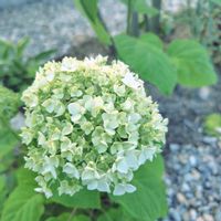 キキョウ,ラベンダー,宿根草,アナベル,桔梗の画像