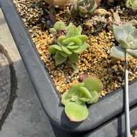 ピーチプリデ,多肉植物の画像