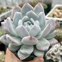 多肉植物,エケベリア属,アジサイフェア 2026 フォトコンテスト,ベランダの画像