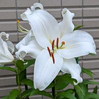 カサブランカ,ご近所散歩,今日のお散歩,歩くの大好き♡の画像