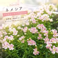 ネメシア,ネメシアフェアリーマーブルピンクの画像
