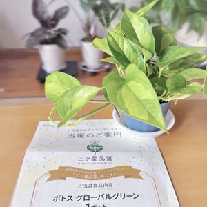 ポトス,ポトス　グローバルグリーン,ポトス　グローバルグリーン,観葉植物,つる性植物の画像
