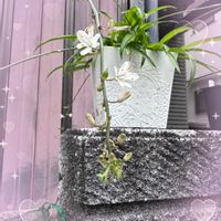 シンビジウム,洋ランの画像