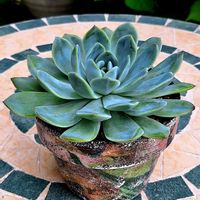 花うらら,クロマ,クロマ,多肉植物,エケベリア属の画像