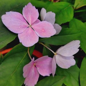 冬あじさい,挿し木,ピンクの花,可愛い♡,おうち園芸の画像
