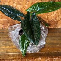 アロカシア,アロカシア　スカルプラム,観葉植物,お買い物,サトイモ 科の画像