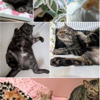ハツユキソウ,ベランダのお花,繋がりに感謝✨,みちのすけさんのニャンニャン祭り,東北人花の会の画像