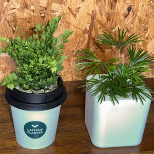 アクティニオプテリス オーストラリス,アジアンタム リサ,観葉植物,植え替え,シダ植物の画像