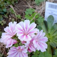 レウィシア,花のある暮らし,雑草大好き,荒れ地の庭,おうち園芸の画像