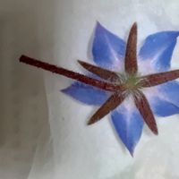 ボリジ,ミニダリア,2026.ボリジ砂糖漬けの画像
