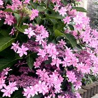 アカシア,アジサイ,シソ,クリの画像