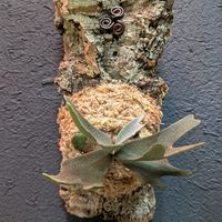 ビカクシダ　OMG,ビカクシダ　OMG,P.willinckii omg spore,観葉植物,成長記録の画像