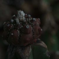 ハオルチア,多肉植物,観葉植物,塊根植物,サボテン科の画像