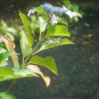 ハオルチア,多肉植物,観葉植物,塊根植物,サボテン科の画像