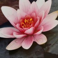 クレマチス,スイレン,ポトス,観葉植物,癒しの画像