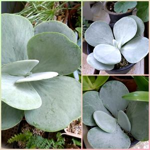 デザートローズ,唐印(デザートローズ),多肉植物,挿し木の画像