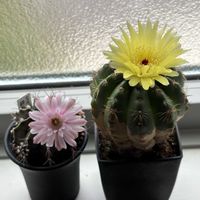 サボテン,美青丸,ギムノカリキウム・緋牡丹錦,サボテンの花の画像