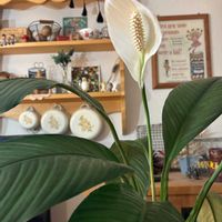 スパティフィラム,観葉植物,斑入り好き♡,花と暮らすの画像