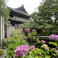 ボタン,苔(コケ),紫陽花,ガクアジサイ,あじさいの画像