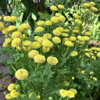 エキナセア,コレオプシス,マトリカリア,手作りの庭,花のある暮らしの画像