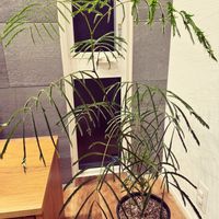 エバーフレッシュ,リビング・ダイニングの画像