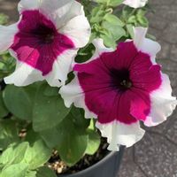 ペチュニア,鉢植え,ガーデニング,植木鉢,切り戻しの画像