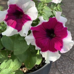 ペチュニア,鉢植え,ガーデニング,植木鉢,切り戻しの画像