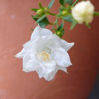 バラ,ベビーサンローズ,ミニバラ,カンパニュラ ホワイトライクミー,花のある暮らしの画像