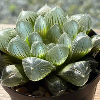 ハオルチア,毛羽トルンカータ,毛羽トルンカータ,多肉植物,ハオルチア属の画像