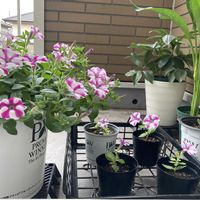 カラー,クリスマスローズ,集合！,あいにくの雨,軒下への画像
