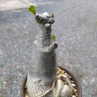 アデニウム,アデニウム,観葉植物,緑のある暮らし,コメリの画像