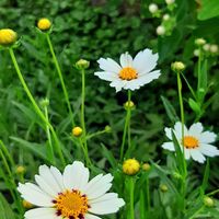 コレオプシス スタークラスター,リアトリス スピカタ,DIY,ナチュラルガーデン,お花のある生活の画像