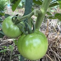 イチジク,クリ,鉢植え,果樹栽培,市民農園の画像