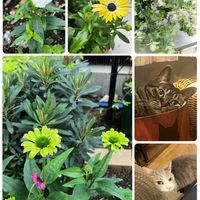 エキナセア,キンギョソウ,オレガノ ケントビューティー,オステオスペルマム,エキナセア・グリーンジュエルの画像