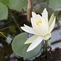 スイレン,温帯スイレン,温帯スイレン,白い花,北海道の画像