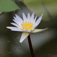 睡蓮,熱帯スイレン,熱帯睡蓮ドーペン,都立神代植物公園の画像