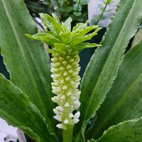 パイナップルリリー,パイナップルリリー　オータムナリス,鉢植え,明るい日陰,プランターの画像