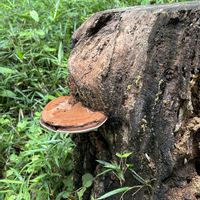 キノコ,カンアオイ,ヤマアジサイ,いつもありがとう,野草　山野草の画像