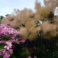 植物,お花の画像