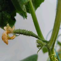 キュウリ,きゅうり,プランター野菜,プランター植え,プランター栽培の画像