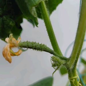 キュウリ,きゅうり,プランター野菜,プランター植え,プランター栽培の画像