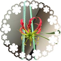 アルメリア,コキア,グロリオサ,ベロナ,ホヤ・カルノーサ・コンパクタの画像