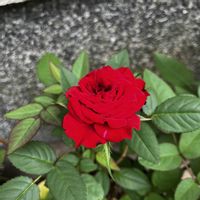 ダリア,ヒマワリ,ワタ,ワタ,ミニバラの画像