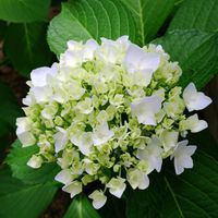 ドウダンツツジ,紫陽花,モッコク,玉竜,アラカシの画像