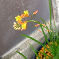 アイビーゼラニウム,デルフィニウム,ハナアロエ,可愛い❤,可愛いお花♡の画像