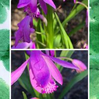 シラン,シラン,山野草,庭の花,花のある暮らしの画像