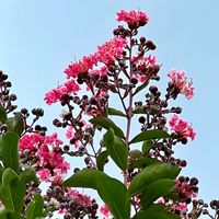 サルスベリ,可憐な花,ピンクワールドへ ようこそ,明日はきっと良い日になる,2019同期の画像